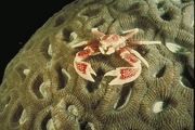 Procelain Crab Magnet