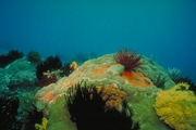 Red Crinoid Magnet