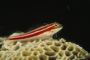 Red and Yellow-stripped Goby Poster