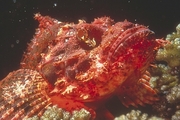 Scorpion Fish Poster