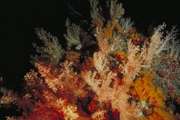 Soft Coral Magnet