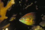 Tail-spotted Wrasse Mousepad