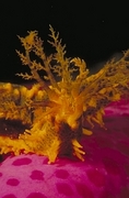 Yellow Sea Cucumber Magnet