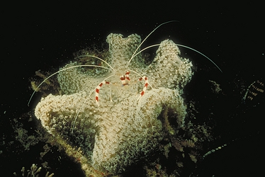 Banded Shrimp