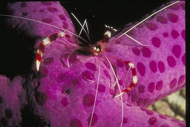 Banded Shrimp