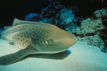 Leopard Shark