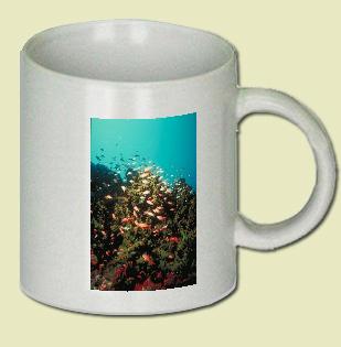 Anthias Coffee Mug