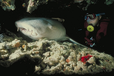 Nurse Shark