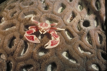 Porcelain Crab