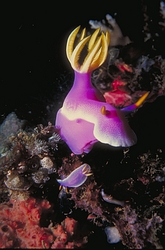 Purple Nudibranch