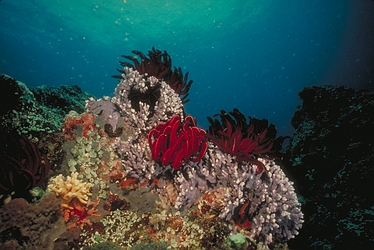 Red Crinoid