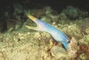 Blue Ribbon Eel picture