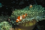 Clown Anemone Fish picture