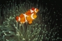 Clown Anemone Fish picture