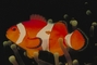 Clown Anemone Fish picture