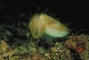 Cuttlefish picture