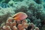 Freckel-faced Hawkfish picture