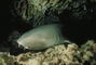 Nurse Shark picture