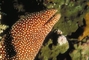 Spotted Moray Eel picture