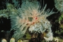 White Feather Duster Worm picture