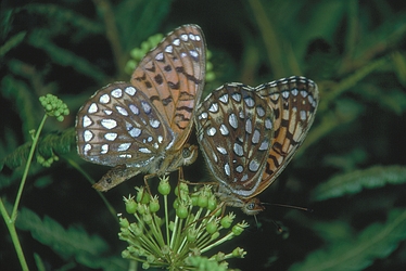 Atlantis Fritillaries Butterfly