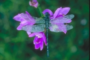 Dragonfly Magnet