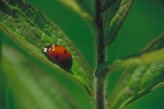 Ladybug Magnet