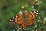 Painted Lady Butterfly Magnet