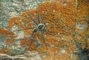 Fishing Spider picture