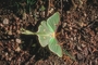 Luna Moth picture