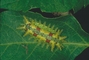 Spiny Oak Slug Moth picture