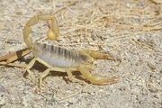 Giant Hairy Scorpion Mousepad