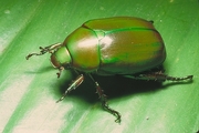 Green Scarab Beetle Magnet