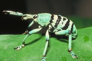 Green Weevil Magnet