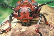 Long-Horned Beetle Magnet