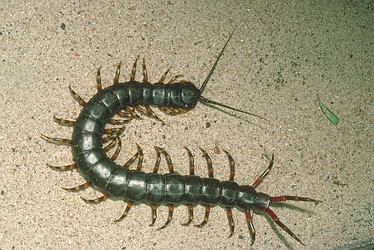 Gigantea Centipede