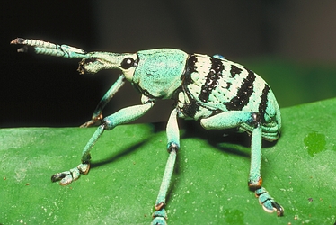 Green Weevil