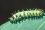 Cecropia Moth picture