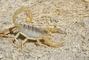 Giant Hairy Scorpion picture