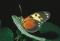 Heliconid Butterfly picture