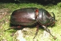 Horned Beetle picture