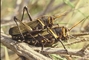 Horse Lubber Grasshopper picture