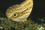 Owl Butterfly picture