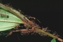 Weaver Ant picture