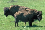 American Bison T-Shirt