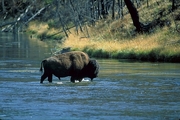 American Bison T-Shirt