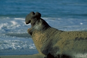 Elephant Seal Mousepad