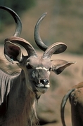 Greater Kudu T-Shirt