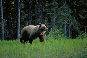 Grizzly Bear Magnet