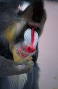 Mandrill T-Shirt